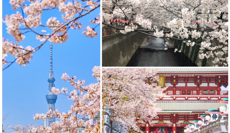 東京櫻花季