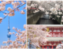 東京櫻花季